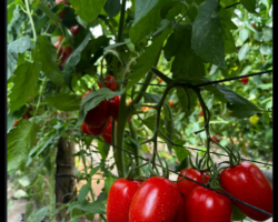 Fresh Tomatoes. The Greenhouse Project at the Seminary 2025