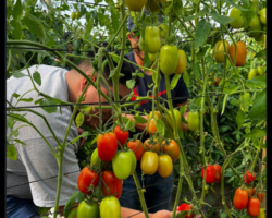 The harvest. The Greenhouse Project at the Seminary 2025